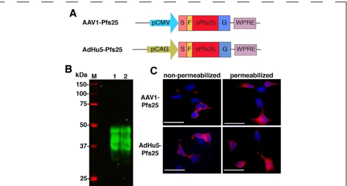 Figure  8:  Functional  activity  of  AdHu5-Pfs25  and  AAV1-Pfs25. (A) Constructs of AdHu5- AdHu5-Pfs25 and AAV1-AdHu5-Pfs25