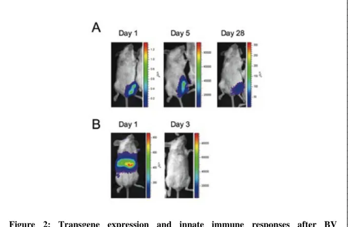 Figure  2:  Transgene  expression  and  innate  immune  responses  after  BV  administration  via  intravenous  or  intramuscular  routes