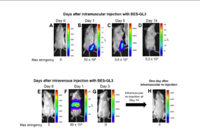 Figure 3: Effects of BV administration. Luciferase expression at different time points  after  intramuscular  (10 8  pfu)  (A-D)  or  intravenous  (10 7  pfu)  (E-G)  administration  of  BES-GL3 (BV) detected by using  the IVIS ®   Lumina LT in vivo imagin