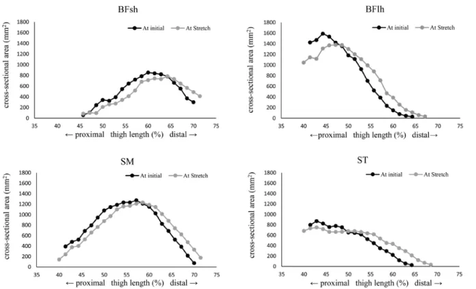 Fig. 1.   The cross-sectional area of hamstring muscles (typical data).
