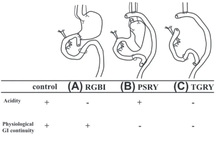 Fig. 1B), the total stomach and vagal nerve were preserved.