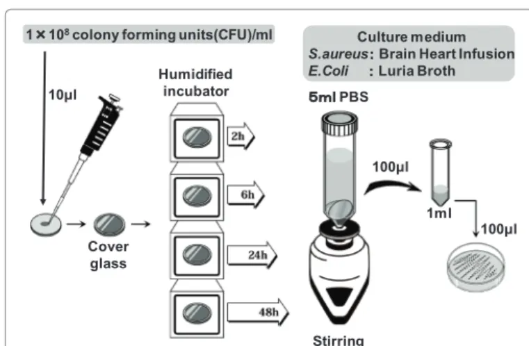 Figure 2: Study design for in vitro antibacterial activity assessment using a  modified version of the Japanese Industrial Standards method.