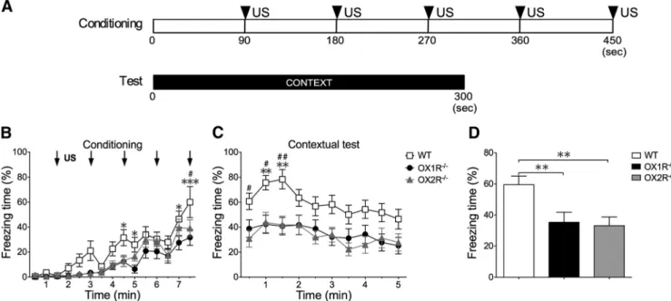 Fig. 4C). However, the KO-OX1R group showed freezing behav- behav-ior with a level comparable to that in wild-type controls in the test session (F (1,13) ⫽ 1.52; p ⫽ 0.2394; Fig
