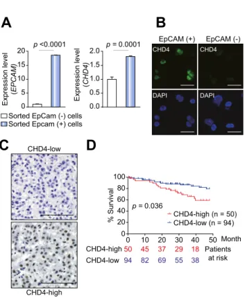 Fig. 1. High expression of chromodomain-helicase-DNA-binding protein 4 (CHD4) in epithelial cell adhesion molecule (EpCAM) + cancer stem cells (CSCs).