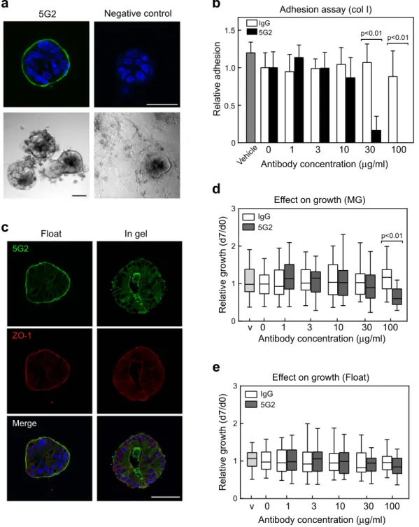 Figure 1.  Generation of monoclonal antibody against the CTOS surface. (a) Top, whole mount 