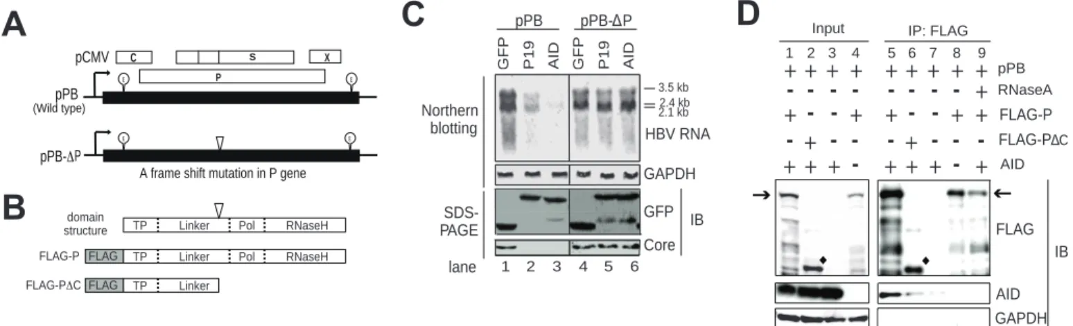 Figure 4 A X P       SC pPB (Wild type)