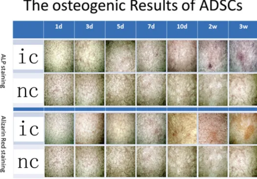Figure 3. Both ALP staining and Alizarin Red staining proved that ADSCs sheets can be induced to differentiate to osteoblasts