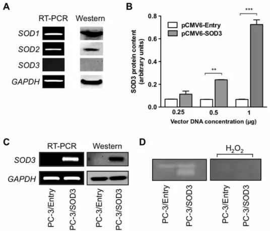 Figure 2. Superoxide dismutases (SODs) and stable transfection of SOD3 in PC-3 cells. A: mRNA and protein expression of endogenous SODs in PC-3 cells
