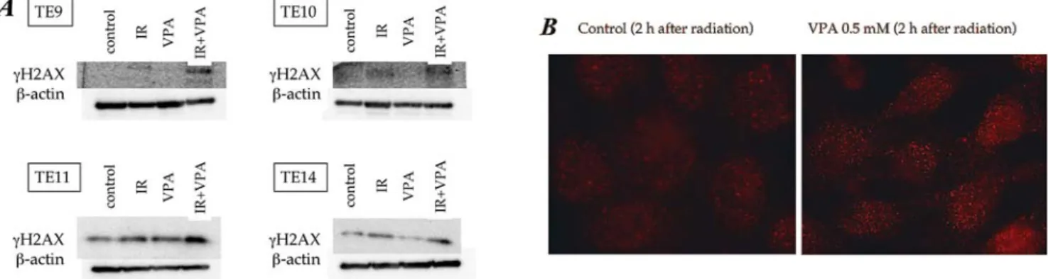 Figure 5. The effect of VPA on radiation-induced DNA DSBs. Phosphorylated histone H2AX ( γ -H2AX) was used as an indicator of DNA DSBs