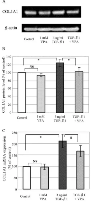 Figure 4. Immunofluorescence for COL1A1 in LI90 cells. (A) COL1A1  protein synthesis in activated LI90 cells