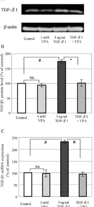 Figure 7. Western blot analysis of Smad 2/3 and 7. The changes in the expres- expres-sion and phosphorylation of Smad 2/3 were similar to those observed for  TGF- β 1