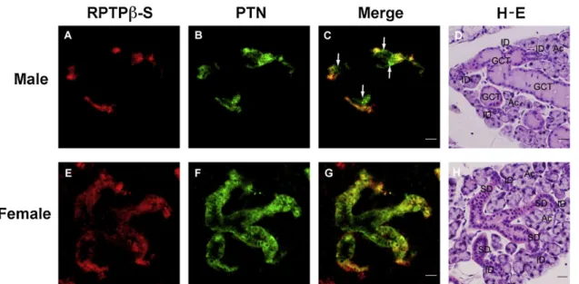 Fig. 11 – The distribution of RPTPb-S and PTN and possible androgen-dependent progression of cell lineage in the male and female mouse SMG