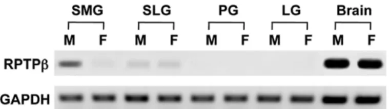 Fig. 2 – (A) Conventional RT-PCR analysis for the expression of RPTPb-L, RPTPb-S, and phosphacan in the SMG, SLG, and brain of male (M) and female (F) adult mice