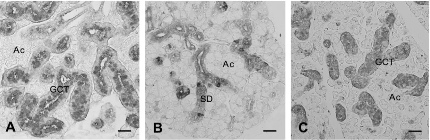 Fig. 4 – The sexual dimorphism and the effect of testosterone in the duct system of mouse SMG