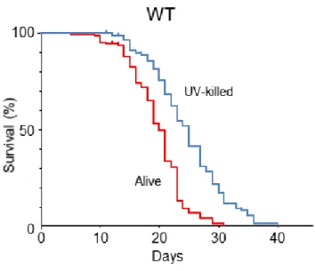 Figure 1. C. elegans survival in an agar-based system. Kaplan- Kaplan-Meier survival curves of N2 Bristol wild-type (WT) C
