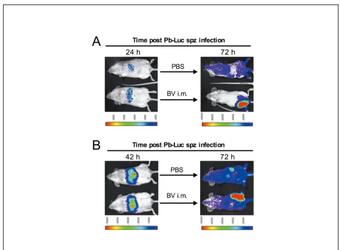 Figure 1: Effect of BV intramuscular administration on liver-stage parasites (A, B). 