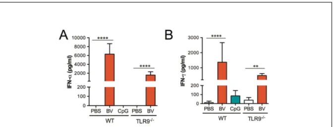 Fig. 2: BV intramuscular administration BV administration rapidly induces type I  and  II  IFNs  in  sera