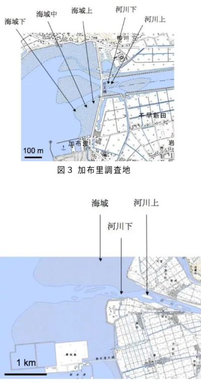 図 ３ 加 布 里 調 査 地  図 ４  白 川 調 査 地 ( 3 )  調 査 結 果    図 ５ に 加 布 里 に お け る ， 図 ６ に 白 川 河 口 に お け る ハ マ グ リ の 殻 長 組 成 と 個 体 密 度 を 示 す ． ( a ) 加 布 里 湾 ： １ ｍ ２ あ た り の ハ マ グ リ の 密 度 は ， 河 川 内 は 1 1 9 