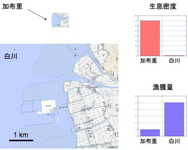 図 ７ 加 布 里 と 白 川 河 口 の 地 図 （ 同 縮 尺 ） な ら び に 棲 息 密 度 と 漁 獲 量 4 .   環 境 と 調 和 し た 防 災 と 開 発   ( 1 ) は じ め に  八 代 海 は ， 有 明 海 の ほ ぼ 南 に 位 置 す る 面 積 約 1 2 万 h a の 内 湾 で あ る ． 三 角 瀬 戸 ， 天 草 松 島 ， 本 渡 瀬 戸 を 通 じ て 有 明 海 と ， 長 島 海 峡 ， 黒 之 瀬 戸 を 通 じ て 東 シ ナ 海 と 通 じ
