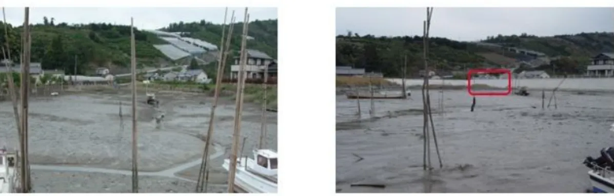 図 ９ 調 査 地 写 真 ． 左 は 2 0 0 1 年 5 月 撮 影 ． 右 は 2 0 0 5 年 1 2 月 撮 影 ． 右 の 写 真 の 赤 枠 が 今 回 の 堤 防 工 事 区 域 ． 右 の 写 真 で は 堤 防 が 完 成 し ， ヨ シ 原 が 大 幅 に 減 っ て い る ．   本 地 域 に お い て は ， 2 0 0 5 年 5 月 末 か ら 7 月 末 に ， 入 り 江 内 の 堤 防 増 設 工 事 が 行 わ れ た ． そ れ に 先 立 ち ， 工 事 