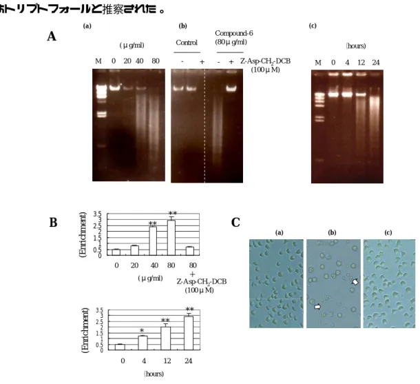 図 2-8    Compound-6 のアポトーシス誘導能.    (A)  DNA 断片化.  濃度の影響(a),  カスパーゼ 阻害剤（Z-Asp-CH 2 -DCB (100 μ M)）によるアポトーシス誘導の確認(b),  処理時間の影響(c)