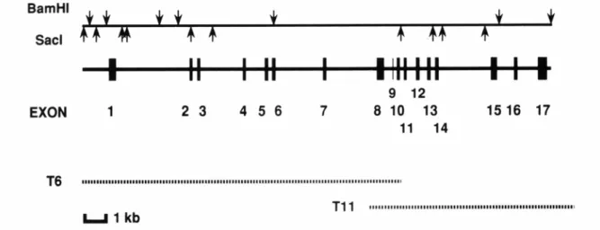 Fig. 1. Physical map of the human TRKA gene. 