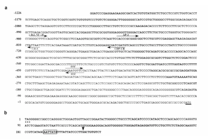 Fig. 2. Nucleotide sequences of the 5’ and 3’ regions of the human TRKA gene. 