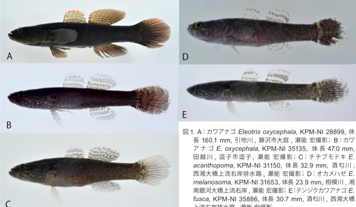 図 1. A ：カワアナゴ  Eleotris oxycephala, KPM-NI 28899,  体 長  160.1 mm,  引地川 ,  藤沢市大庭 ,  瀬能 宏撮影；  B ：カワ ア ナ ゴ  E