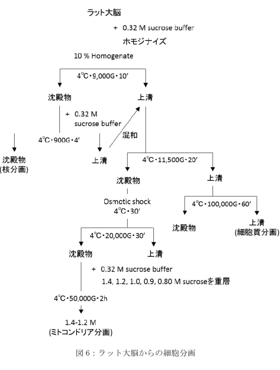 図 6：ラット大脳からの細胞分画 