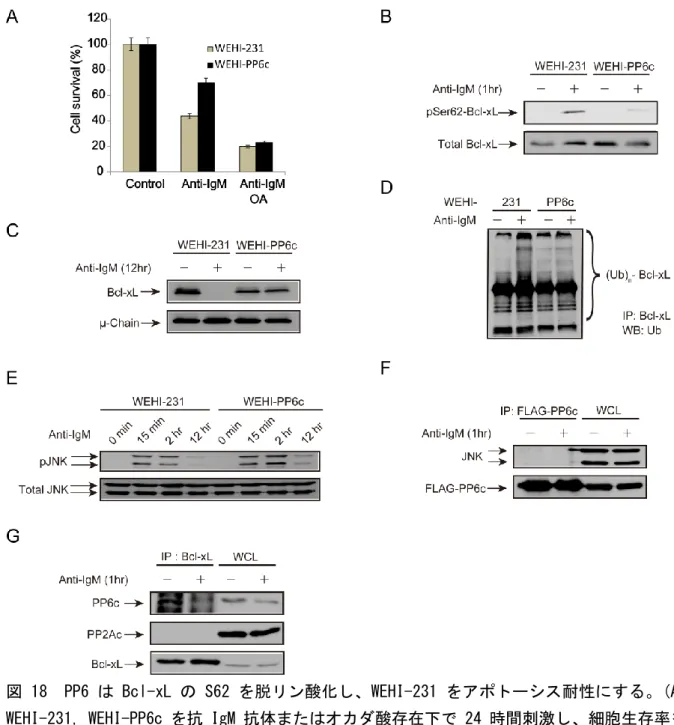 図 18  PP6 は Bcl-xL の S62 を脱リン酸化し、WEHI-231 をアポトーシス耐性にする。(A) WEHI-231, WEHI-PP6c を抗 IgM 抗体またはオカダ酸存在下で 24 時間刺激し、細胞生存率を CCK-8 を用いて測定した。(B) WEHI-231, WEHI-PP6c を抗 IgM 抗体で 1 時間刺激し、ウエスタ ンブロットにて Bcl-xL のリン酸化レベルを比較した。(C) WEHI-231, WEHI-PP6c を抗 IgM 抗 体で 12 時間刺激し、ウエス