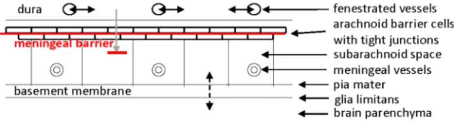 Fig. 4 Circumventricular organs.