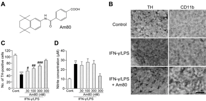 図 1-1 ラット培養中脳切片における IFN-γ/LPS 誘発性ドパミンニューロン死に対する Am80 の作用