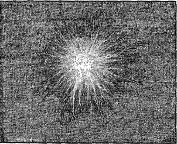 Figure  4.  Photograph of “ A O K O ,  