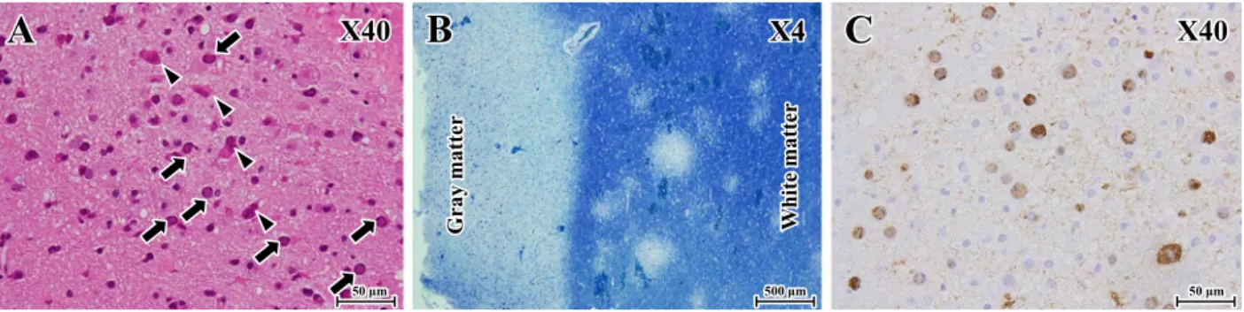 Fig. 3 Clinical course.