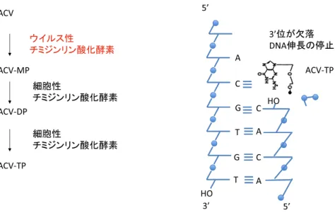 Fig. 2 vTK 遺伝子配列に基づく新規 ACV 感受性試験法．
