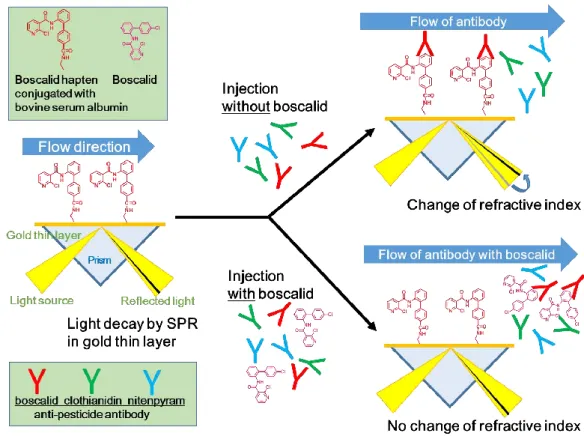 Fig. 2    Schematic illustration of boscalid determination on boscalid channel in the SPR immunosensor