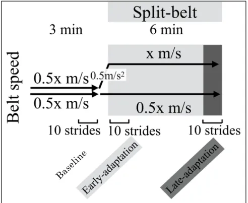 図 2. Split-belt treadmill  実験プロトコル 4.2.  変数 立脚時間、ステップ長、両脚支持時間を左右で図 3 のように定義し、 基本的な時空間変数として扱う。一側肢によって定義される立脚時間は split-belt 歩行を継続しても左右非対称なままであるのに対し、両側肢に よって定義される両脚支持時間とステップ長は split-belt 歩行により一 時的に非対称化するものの、継続することで徐々に左右対称に適応する という特徴的な変化をする。これらの時空間変数の結果をもって、歩行