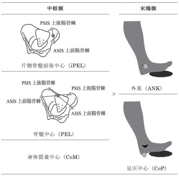 表 1  前脚末端側と身体中枢側の変数の組み合わせ 中枢側 末端側 片側骨盤前後中心（ iPEL ） × 外果（ ANK ） 骨盤中心（ PEL ） 足圧中心（ CoP ）身体質量中心（CoM） 5.2.2