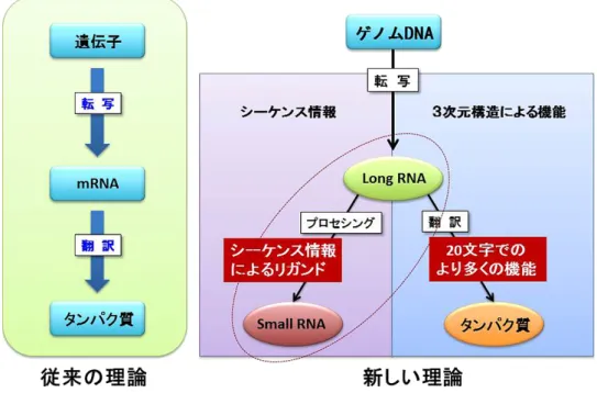 Fig. 3 新しいセントラルドグマの概念．