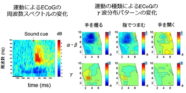 Fig. 1 Movement-related changes of ECoG.