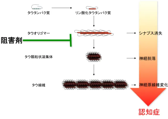 Fig. 1 タウ凝集過程とシナプス消失，神経脱落の関係．