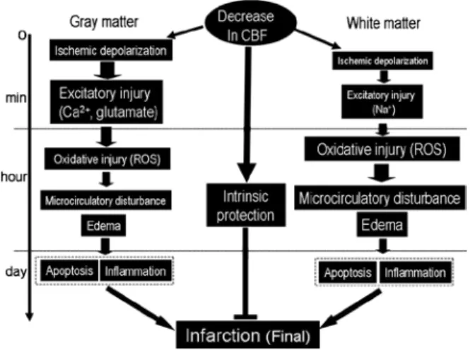 Fig. 2 Time course of ischemic brain injury in the gray and the  white matters.