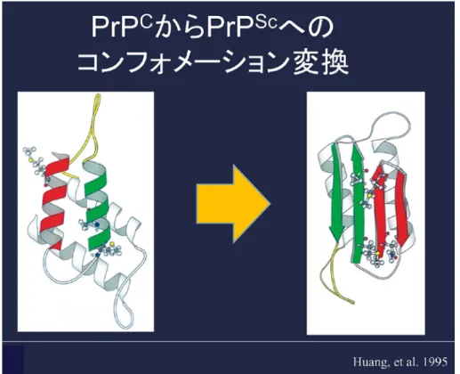 Fig. 1 異常プリオン蛋白の高次構造．