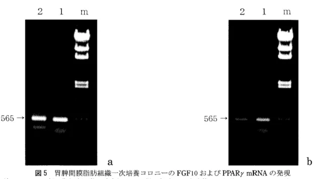 図 5 胃牌間膜脂肪組織一次培養コロニーの FGFI0 および PPARr mRNA の発現
