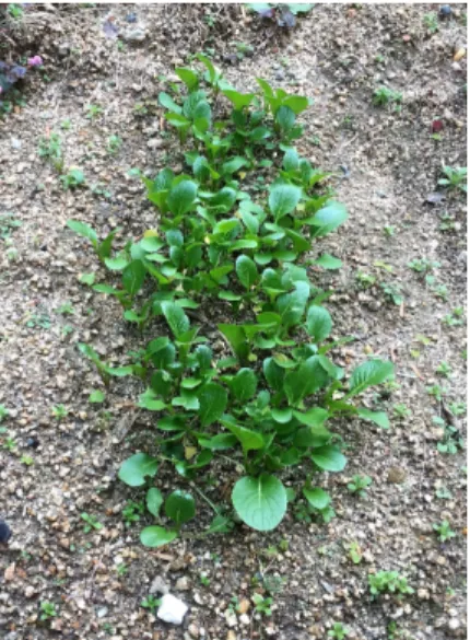 Figure 9 Picture of the growth after two months 