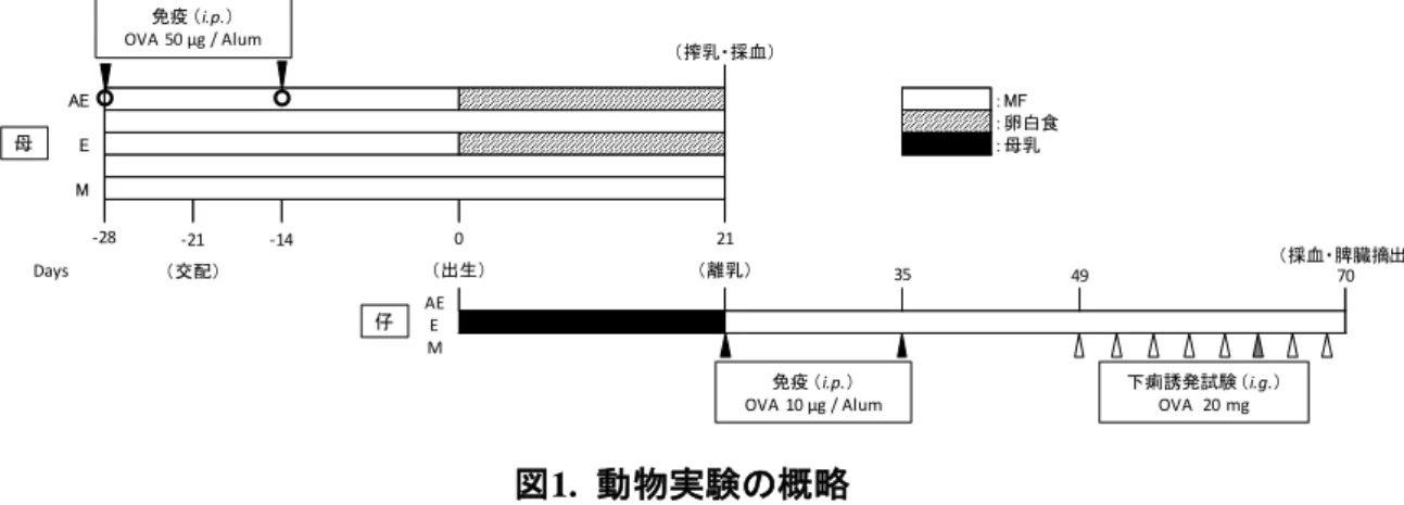 図 2.  母マウスの血清中 OVA 特異的 IgE と IgG1 