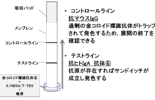 図 5.  イムノクロマトグラフィーによる唾液中の IgA の検出 