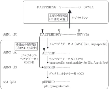 Fig. 1 Aβ の生理的分解とピログル Aβ の産生経路．