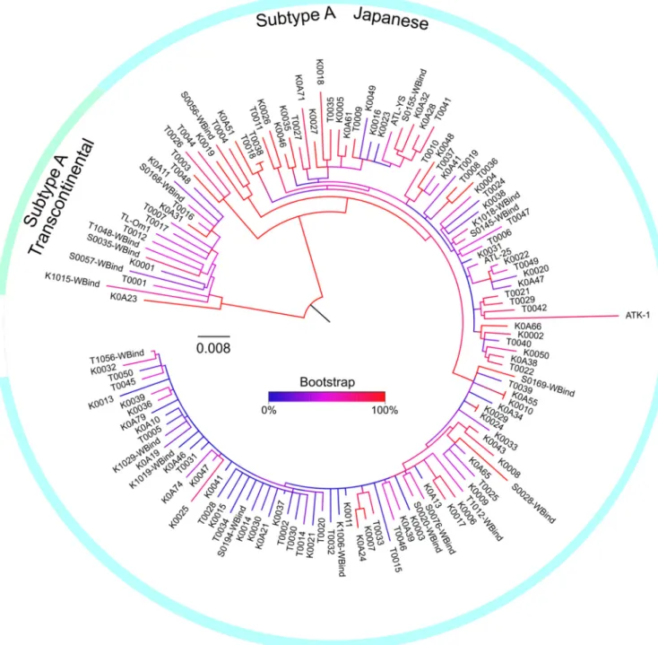 FIG 2 Phylogenetic analysis of HTLV-1 isolates from WB-indeterminate samples. SNVs of 1,085 nucleotide positions in the full HTLV-1 genomes of WB-positive (n ⫽ 114) and -indeterminate (n ⫽ 19) samples were analyzed by RAxML, an algorithm that uses the maxi