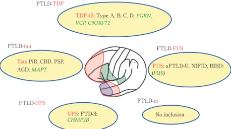 Fig. 2 蓄積タンパクによる FTLD 分類と：遺伝子変異（Modifeid from Mackenzie IRA, et al. Acta  Neuropth 2011）．